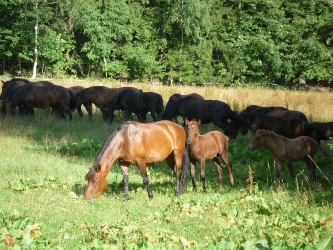 Stádo huculských koní