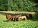 Stádo huculských koní (2)