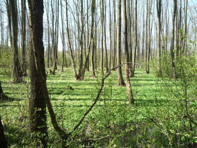 Jaro v lese