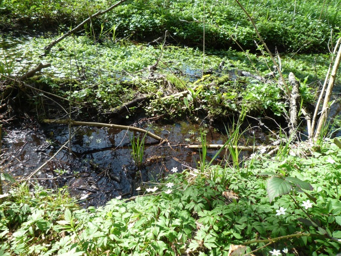 Mokřady Robečského potoka