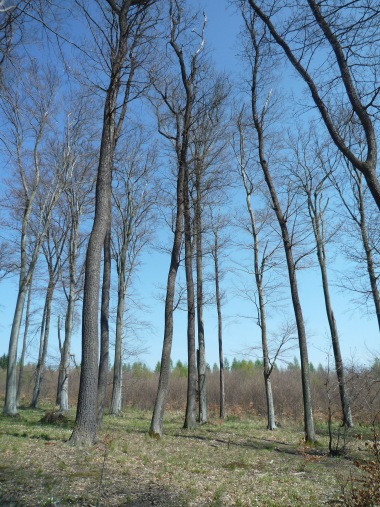 Křivoklátské lesy (4)