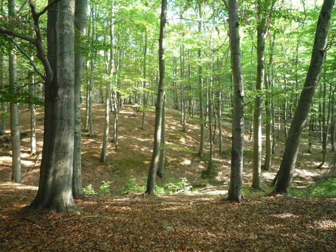 Bučina u Merkovky