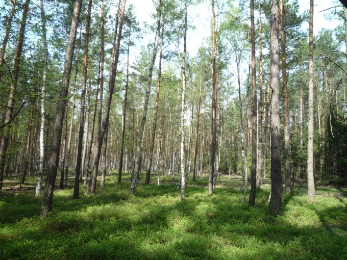 Bezdězské lesy (7)