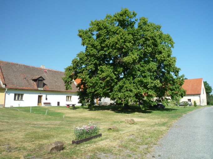 Majestátní brejlská lípa