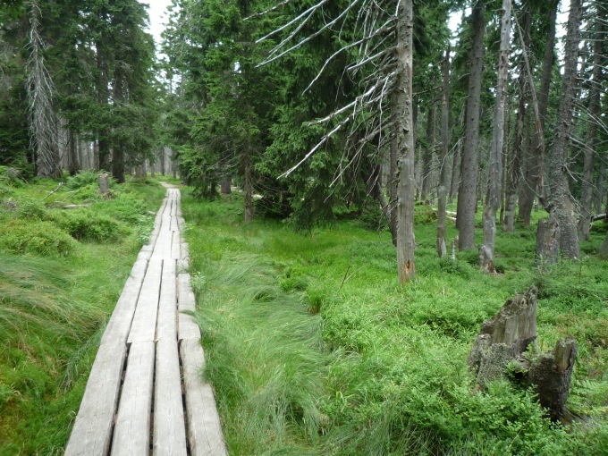Černohorské lesní rašeliniště