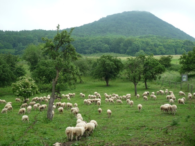 Ovce pod Milešovkou