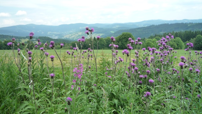 Krkonošské panoráma s pcháči