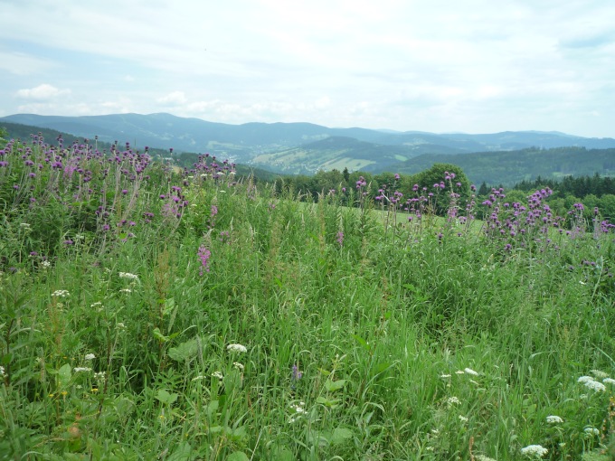 Krkonošské panoráma s pcháči (3)