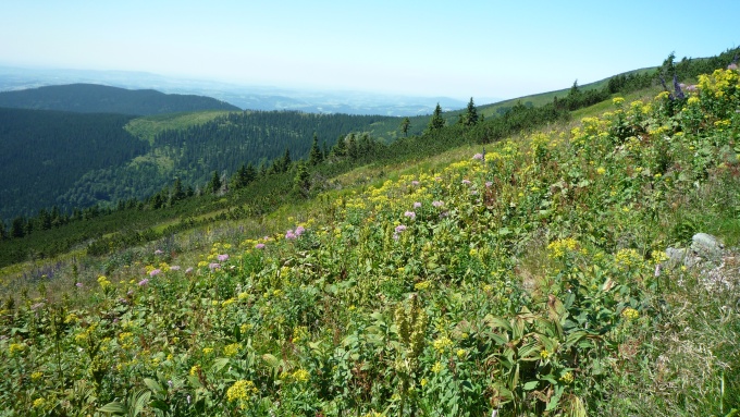 Krkonošská květena