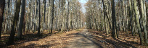 Křivoklátská bučina (viz Praha a Střední Čechy - Křivoklátsko - Lány)