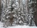 Zimní Blanský les