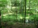 Lesní mokřad u Nové řeky
